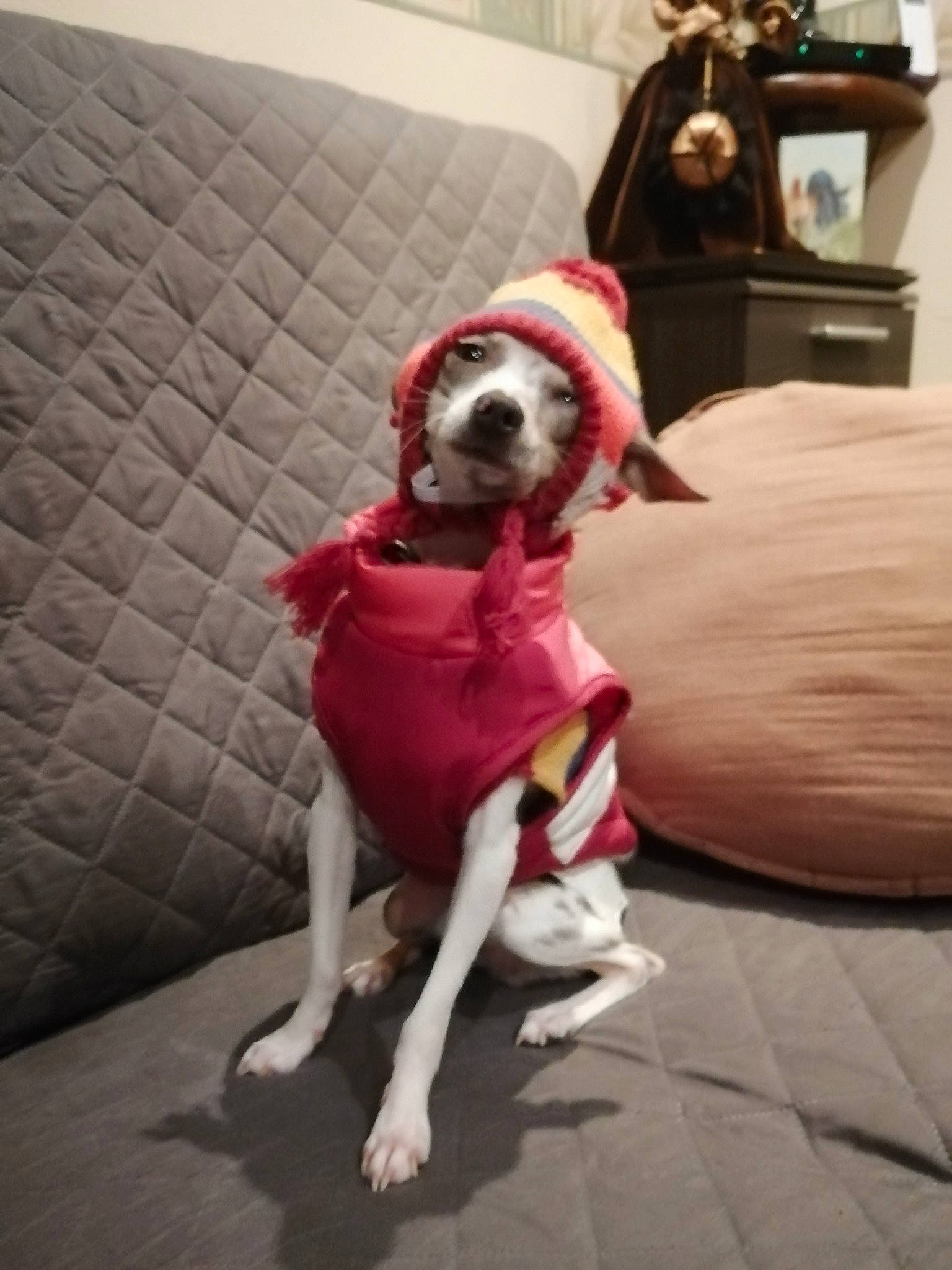 Biscotte participe au concours pour gagner de l'argent avec cette photo : carnivore, collar, comfort, companion_dog, couch, dog, dog_breed, dog_clothes, dog_collar, dog_supply, fawn, floor, flooring, hardwood, pet_supply, snout, sporting_group, tail, wood, working_animal