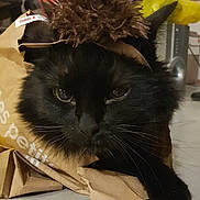 Ebichu a rejoint le concours — aidez-le/la à gagner de superbes lots ! black_cat, cardboard_box, cat, close_up, costume, feline, funny, fur, green_eyes, home, indoor, lounging, packaging, paper, portrait, serious_expression, sitting, spiky_hat, table, whiskers