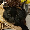 black_cat, cardboard_box, cat, close_up, costume, feline, funny, fur, green_eyes, home, indoor, lounging, packaging, paper, portrait, serious_expression, sitting, spiky_hat, table, whiskers