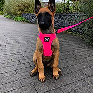 Bailey participe au concours pour gagner de l'argent avec cette photo : dog, puppy, belgian_malinois, sitting, outdoor, pavement, harness, leash, pink, neon, ears, black_mask, brown_fur, portrait, pet, garden, plants, pathway, alert, cute