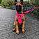 Bailey