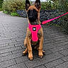 dog, puppy, belgian_malinois, sitting, outdoor, pavement, harness, leash, pink, neon, ears, black_mask, brown_fur, portrait, pet, garden, plants, pathway, alert, cute