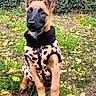 Bailey a rejoint le concours — aidez-le/la à gagner de superbes lots ! dog, puppy, german_shepherd, sitting, outdoor, garden, yard, autumn, leaves, fence, greenery, grass, dirt, portrait, pet, animal, black_mask, pointed_ears, sweater, leopard_print