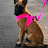 dog, puppy, belgian_malinois, sitting, harness, leash, pink, neon, outdoor, pavement, street, portrait, alert, ears, short_hair, brown_coat, black_mask, pet, animal, daylight