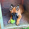puppy, dog, belgian_malinois, tennis_ball, pet, animal, brown_fur, black_mask, pointed_ears, lying_down, wooden_kennel, rustic, indoor, outdoor, grass, floor, playful, cute, portrait, natural_light