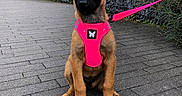 Bailey participe au concours pour gagner de l'argent avec cette photo : dog, puppy, german_shepherd, sitting, outdoor, walkway, pavement, harness, leash, pink, black_and_tan, pointed_ears, floppy?, portrait, pet, canine, garden, plants, fence, daylight