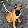 puppy, dog, belgian_malinois, sitting, outdoor, pavement, leash, collar, black_mask, pointed_ears, brown_fur, animal, pet, portrait, looking_at_camera, young_dog, asphalt, leaves, daylight, cute