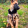 Bailey participe au concours pour gagner de l'argent avec cette photo : dog, puppy, belgian_malinois, sitting, outdoor, garden, fence, grass, autumn, leaves, animal, pet, canine, short_fur, pointed_ears, leopard_print, sweater, portrait, alert, backyard