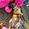 puppy, dog, sleeping, lying_down, belly_up, pink_plush_toy, crate, pet_bed, blanket, dog_toy, kibble, food, collar, brown_fur, tan_fur, indoor, pet, relaxed, cute, zebra_pattern