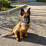 dog, puppy, belgian_malinois, sitting, outdoor, pavement, leash, collar, pointed_ears, brown_fur, black_mask, pet, canine, animal, sunlight, shadows, leaves, garden, fence, portrait