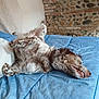 dog, bed, blue_quilt, relaxed, lying_down, upside_down, spotted, collar, indoor, stone_wall, brick_wall, pet, sleeping, canine, fur, mouth_open, resting, cozy, home, domestic_animal
