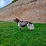 dog, grass, brick_wall, outdoor, sky, clouds, pet, canine, fur, nature, greenery, standing, collar, daylight, animal, muzzle, tail, field, park, leisure