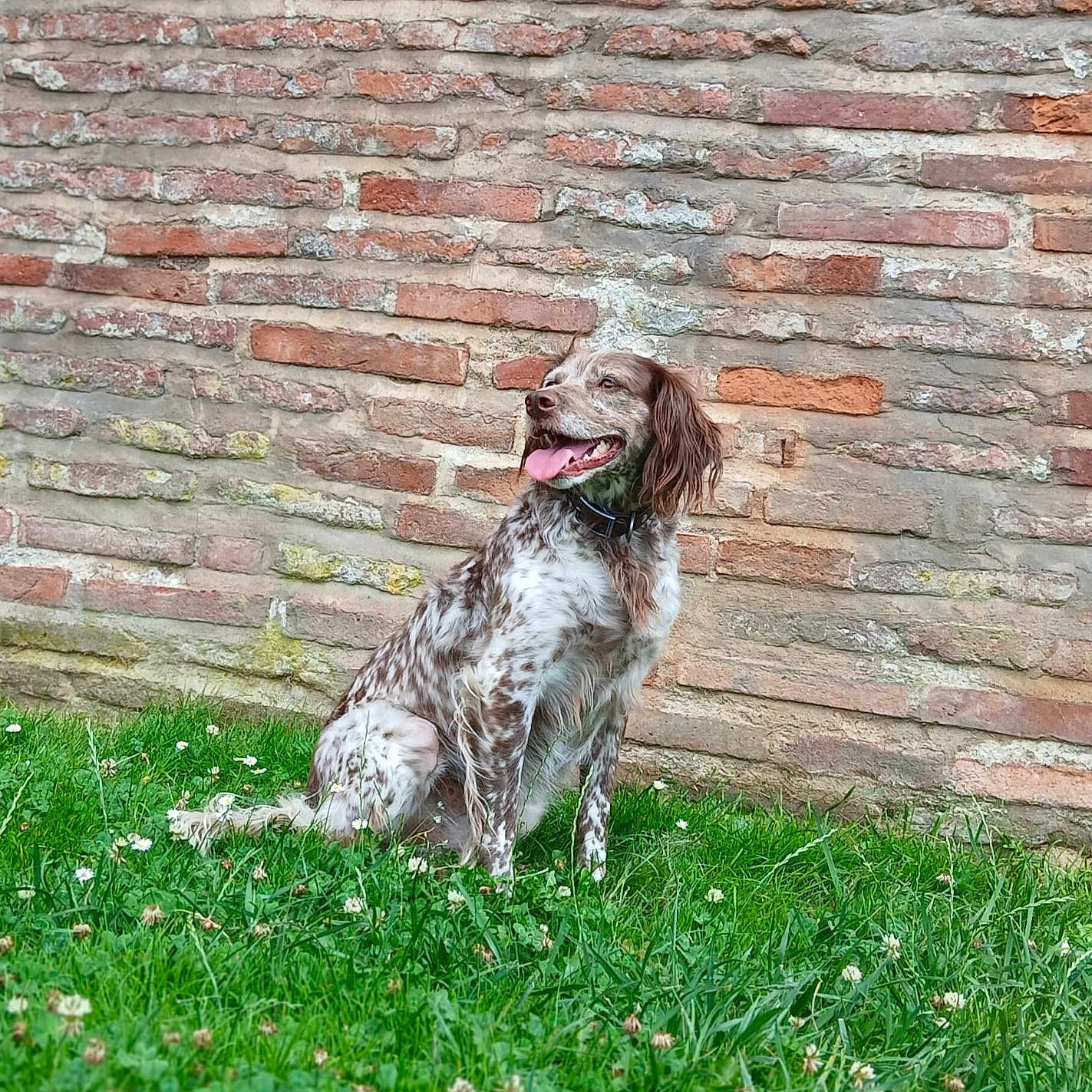 Zazou participe au concours pour gagner de l'argent avec cette photo : animal, background, brick_wall, canine, collar, daylight, dog, ears, fur, grass, greenery, happy, muzzle, nature, outdoor, pet, sitting, smiling, spotting, tongue_out