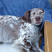 Zazou participe au concours pour gagner de l'argent avec cette photo : dog, sleeping, spotted, fur, chair, towel, resting, relaxed, indoors, pet, animal, brown, white, nose, ears, paw, closeup, cozy, quiet, calm