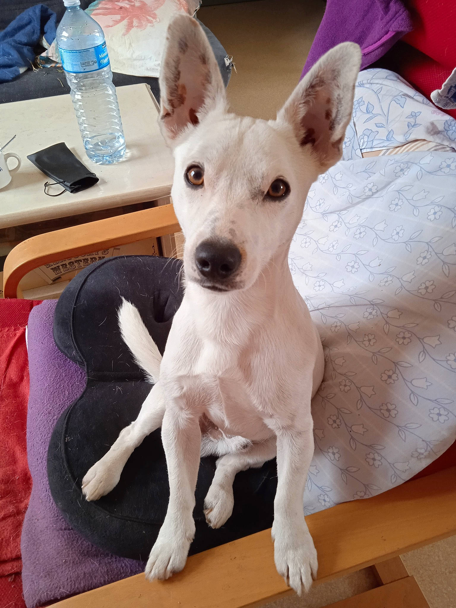 Spock a rejoint le concours — aidez-le/la à gagner de superbes lots ! bottle, canidae, carnivore, collar, comfort, companion_dog, distilled_water, dog, dog_breed, dog_supply, drinking_water, ear, fawn, puppy, snout, sporting_group, table, toy_dog, water_bottle, working_animal