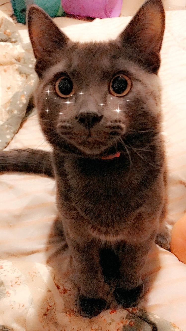 Egypt is registered to the contest to win money with this photo: asian, black_cat, burmese, carnivore, cat, chartreux, domestic_short_haired_cat, felidae, german_rex, korat, mammal, nebelung, rex_cat, russian_blue, small_to_medium_sized_cats, snout, vertebrate, whiskers