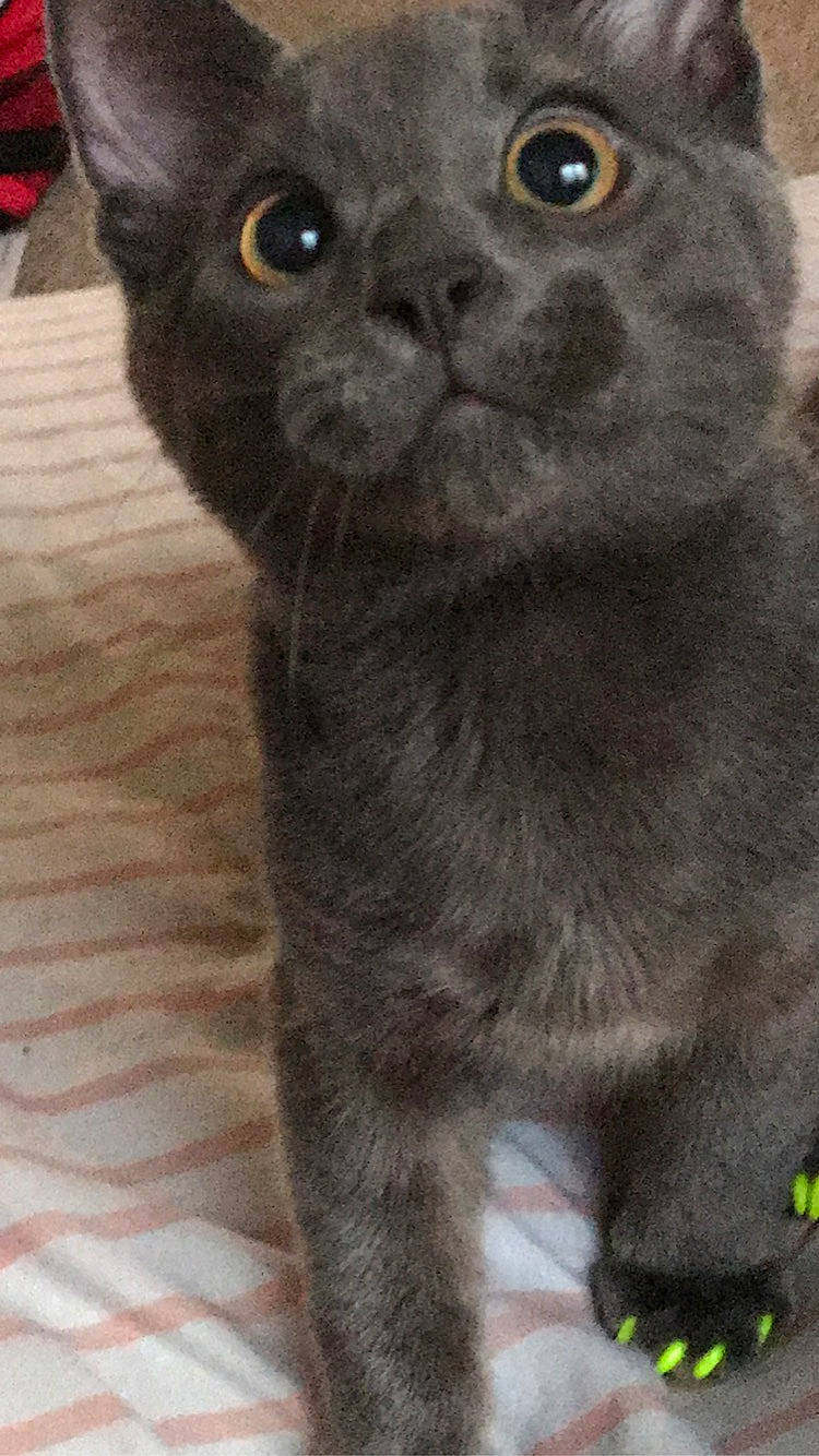 Egypt joined the competition — help win amazing prizes! asian, black_cat, bombay, british_shorthair, burmese, carnivore, cat, chartreux, domestic_short_haired_cat, felidae, kitten, korat, mammal, nebelung, russian_blue, scottish_fold, small_to_medium_sized_cats, snout, vertebrate, whiskers