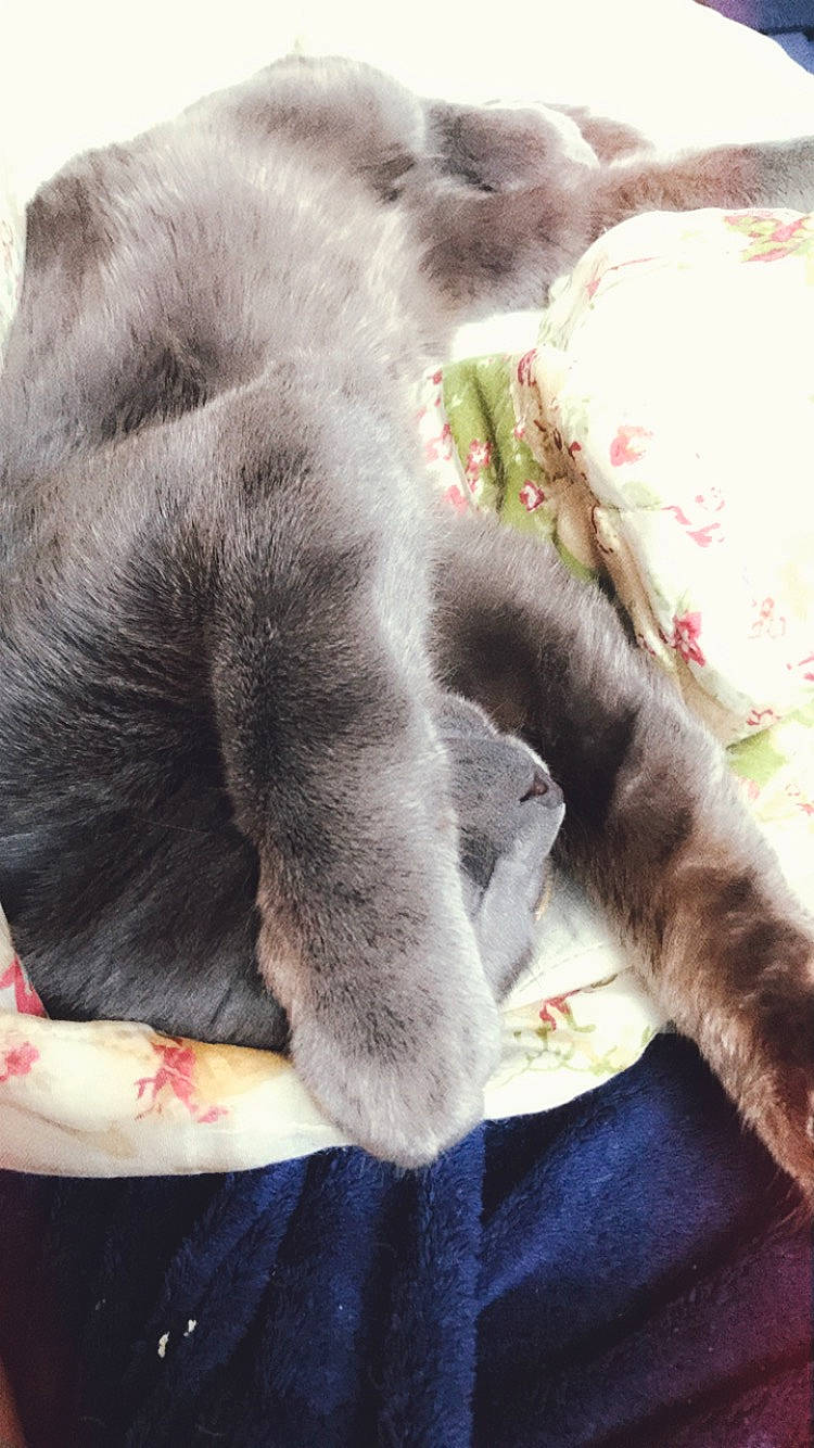 Egypt joined the competition — help win amazing prizes! british_shorthair, carnivore, cat, chartreux, claw, fawn, felidae, fur, kitten, korat, paw, polydactyl_cat, russian_blue, skin, small_to_medium_sized_cats, snout