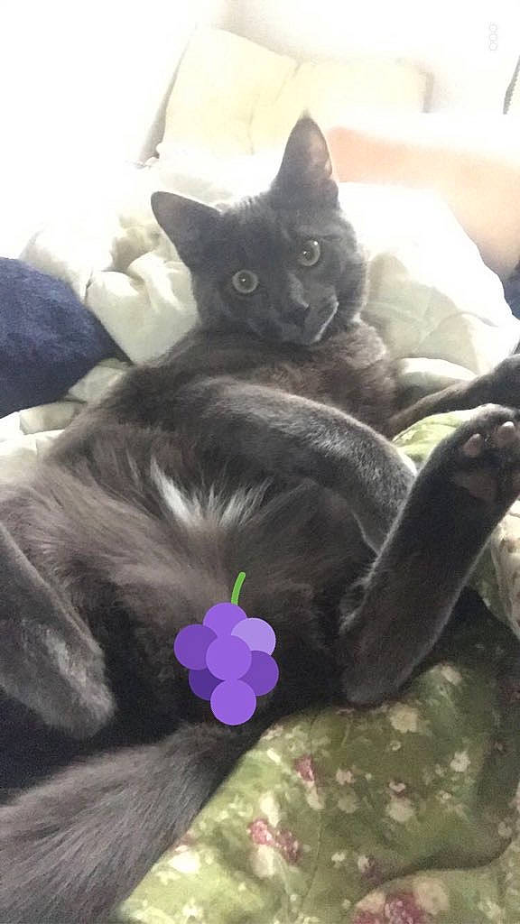 Egypt is registered to the contest to win money with this photo: asian, black_cat, bombay, british_shorthair, carnivore, cat, domestic_short_haired_cat, felidae, kitten, korat, nebelung, plant, russian_blue, small_to_medium_sized_cats, tail, whiskers