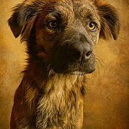 Sola participe au concours pour gagner de l'argent avec cette photo : amber_eyes, animal, brown_fur, canine, close_up, detailed, dog, ears, expression, fur_texture, indoor, looking_away, mammal, pet, portrait, snout, studio_lighting, vintage_background, warm_tones, whiskers