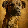 amber_eyes, animal, brown_fur, canine, close_up, detailed, dog, ears, expression, fur_texture, indoor, looking_away, mammal, pet, portrait, snout, studio_lighting, vintage_background, warm_tones, whiskers