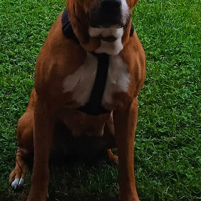 Maya a rejoint le concours — aidez-le/la à gagner de superbes lots ! alert, animal, black_harness, brown_dog, canine, daylight, dog, ears, front_legs, fur, grass, lawn, nature, outdoor, paws, pet, portrait, quiet, sitting, white_paws