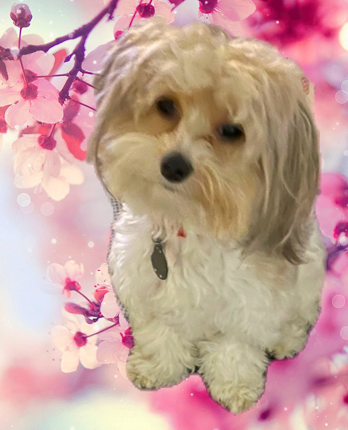 Moomoo Vaughan is registered to the contest to win money with this photo: canidae, carnivore, companion_dog, dog, dog_breed, font, fur, mal_shi, maltepoo, pattern, petal, pink, plant, small_terrier, snout, sporting_group, toy_dog, twig, water_dog, working_animal