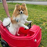 Bear joined the competition — help win amazing prizes! dog, pomeranian, toy_car, red, grass, outdoor, pet, animal, cute, fluffy, small, playful, person, hand, wheels, park, nature, green, summer, fun
