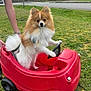 dog, pomeranian, toy_car, red, grass, outdoor, pet, animal, cute, fluffy, small, playful, person, hand, wheels, park, nature, green, summer, fun