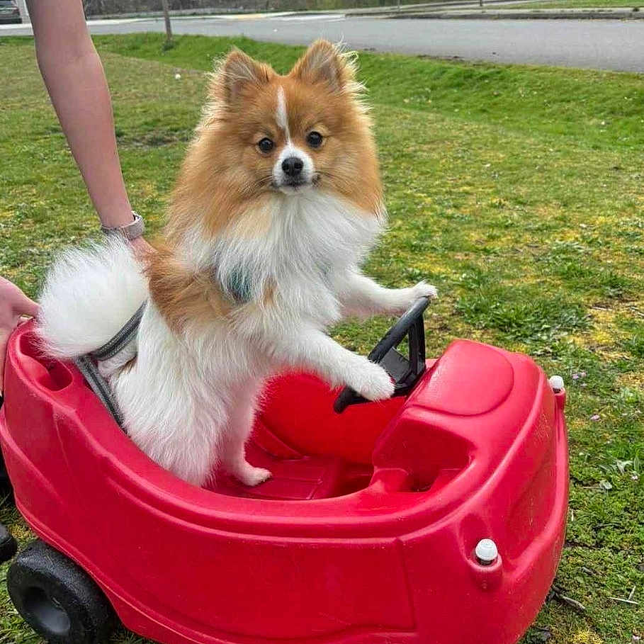 Bear joined the competition — help win amazing prizes! animal, cute, dog, fluffy, fun, grass, green, hand, nature, outdoor, park, person, pet, playful, pomeranian, red, small, summer, toy_car, wheels