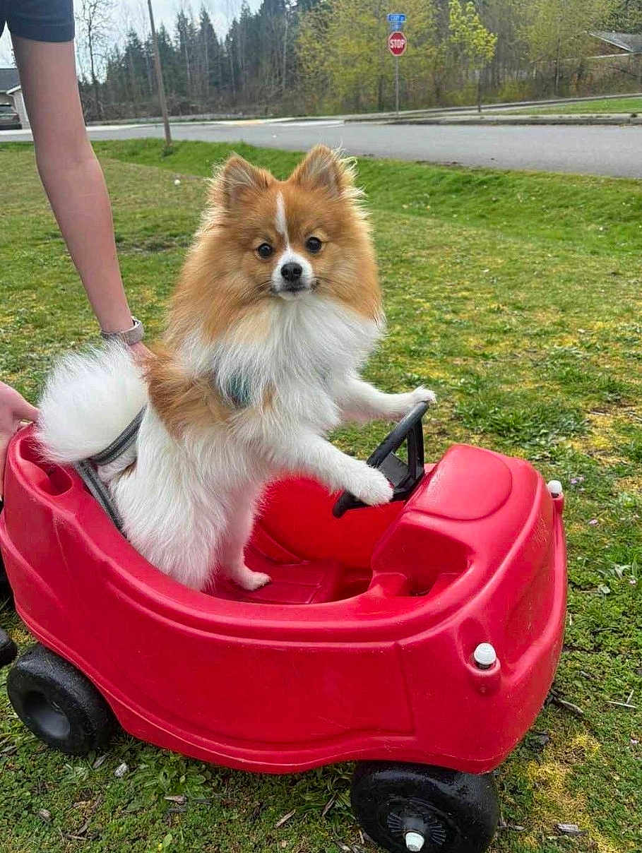 Bear joined the competition — help win amazing prizes! dog, pomeranian, toy_car, red, grass, outdoor, pet, animal, cute, fluffy, small, playful, person, hand, wheels, park, nature, green, summer, fun