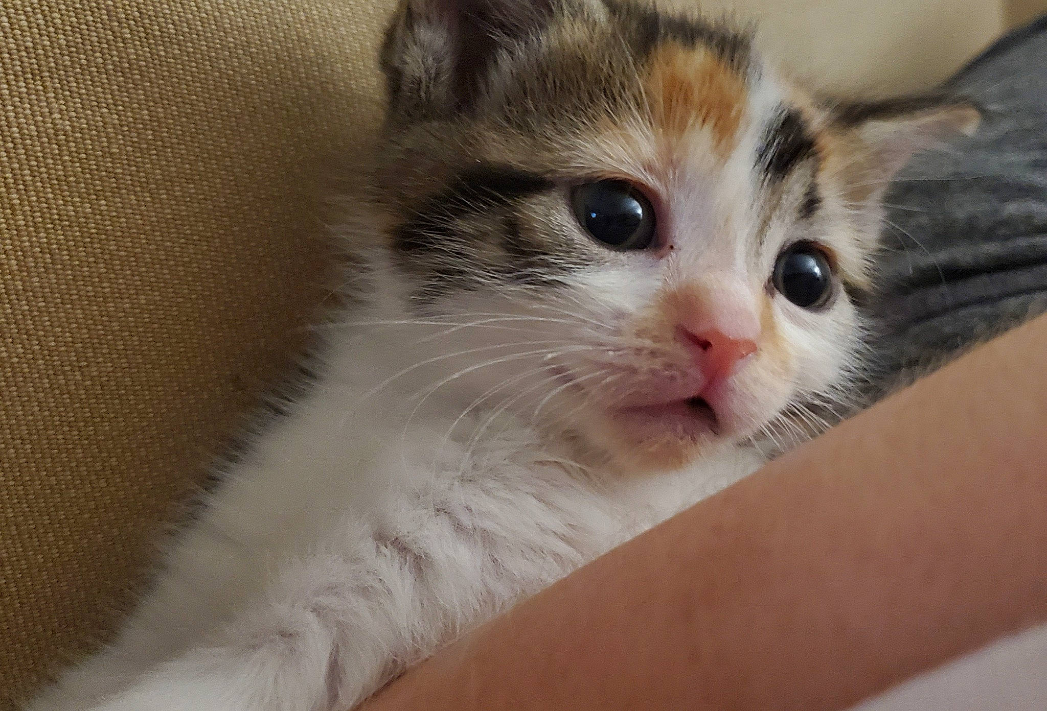 Cleo joined the competition — help win amazing prizes! carnivore, cat, claw, domestic_short_haired_cat, ear, eye, fawn, felidae, fur, paw, small_to_medium_sized_cats, snout, whiskers, window