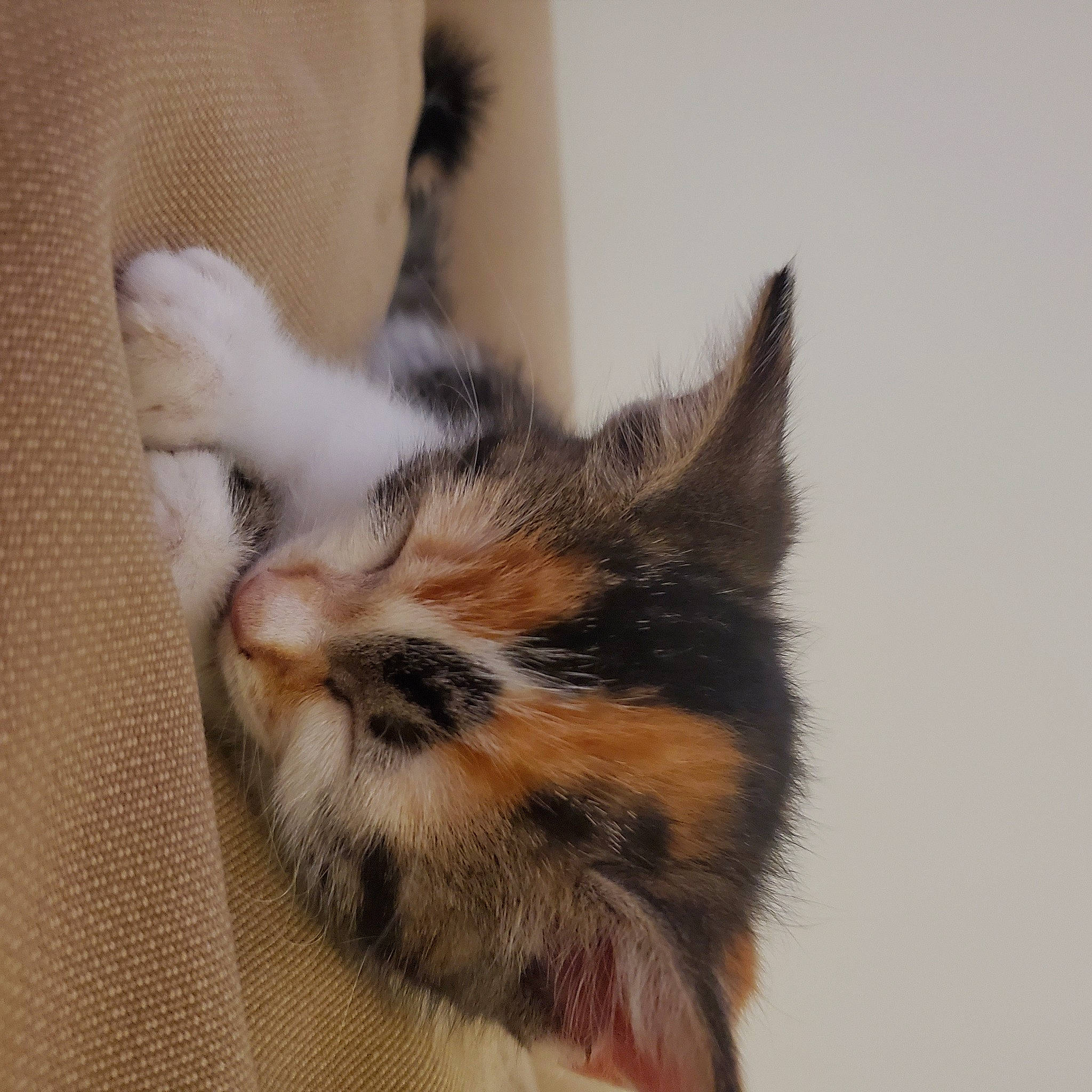 Cleo is registered to the contest to win money with this photo: carnivore, cat, claw, domestic_short_haired_cat, ear, fawn, felidae, flooring, foot, fur, human_leg, nail, paw, small_to_medium_sized_cats, snout, tail, terrestrial_animal, thigh, whiskers, wildlife