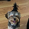 dog, puppy, small_dog, shaggy, fluffy, gray_fur, white_fur, brown_fur, topknot, happy, smiling, open_mouth, portrait, standing, indoors, wood_floor, home, furniture, pet, cute