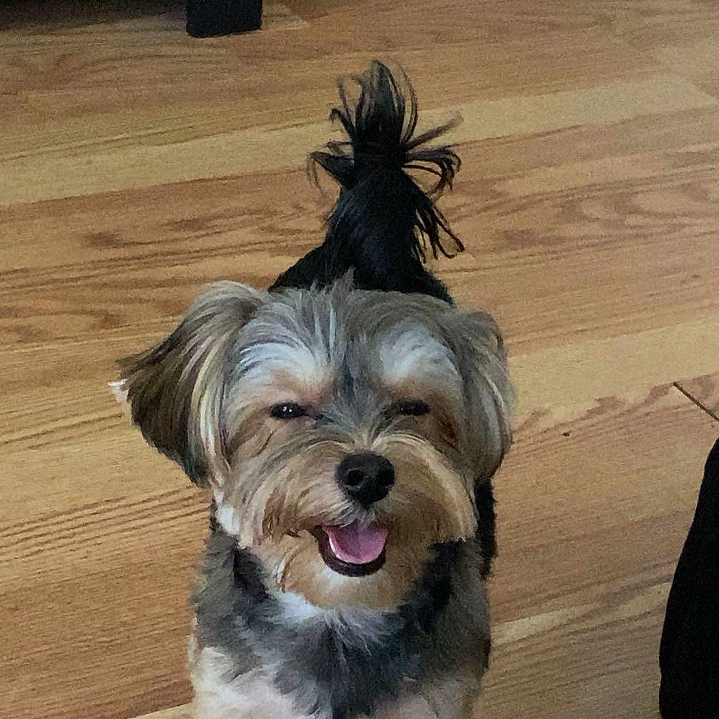 Hunter joined the competition — help win amazing prizes! dog, puppy, small_dog, shaggy, fluffy, gray_fur, white_fur, brown_fur, topknot, happy, smiling, open_mouth, portrait, standing, indoors, wood_floor, home, furniture, pet, cute