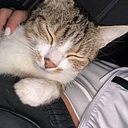 Mimi a rejoint le concours — aidez-le/la à gagner de superbes lots ! cat, tabby, sleeping, close_up, pet, feline, whiskers, fur, paw, human_hand, white_jacket, black_clothing, cozy, relaxed, indoor, cute, animal, snuggling, peaceful, soft