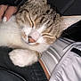 cat, tabby, sleeping, close_up, pet, feline, whiskers, fur, paw, human_hand, white_jacket, black_clothing, cozy, relaxed, indoor, cute, animal, snuggling, peaceful, soft