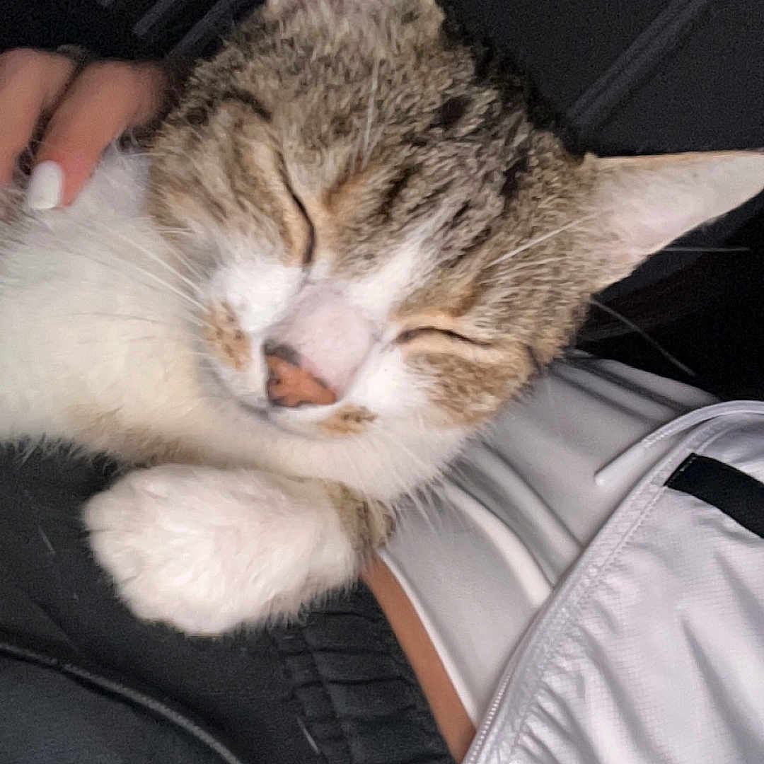 Mimi a rejoint le concours — aidez-le/la à gagner de superbes lots ! animal, black_clothing, cat, close_up, cozy, cute, feline, fur, human_hand, indoor, paw, peaceful, pet, relaxed, sleeping, snuggling, soft, tabby, whiskers, white_jacket