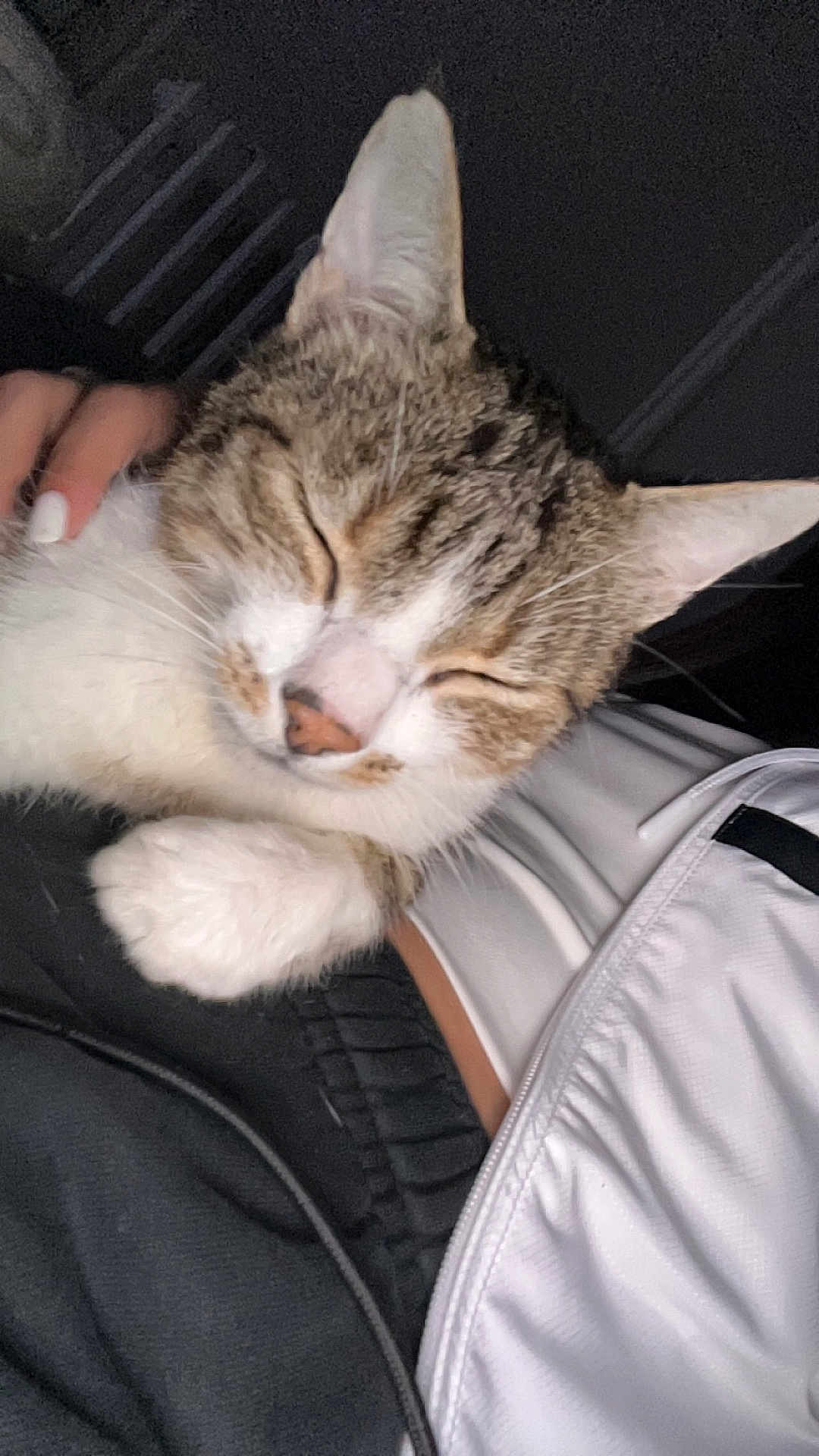 Mimi a rejoint le concours — aidez-le/la à gagner de superbes lots ! cat, tabby, sleeping, close_up, pet, feline, whiskers, fur, paw, human_hand, white_jacket, black_clothing, cozy, relaxed, indoor, cute, animal, snuggling, peaceful, soft