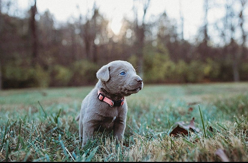 Stihl joined the competition — help win amazing prizes! canidae, carnivore, companion_dog, dog, dog_breed, dog_supply, field, grass_family, liver, non_sporting_group, prairie, puppy, snout, sporting_group, stuffed_toy, terrestrial_animal, toy, weimaraner, working_animal, working_dog