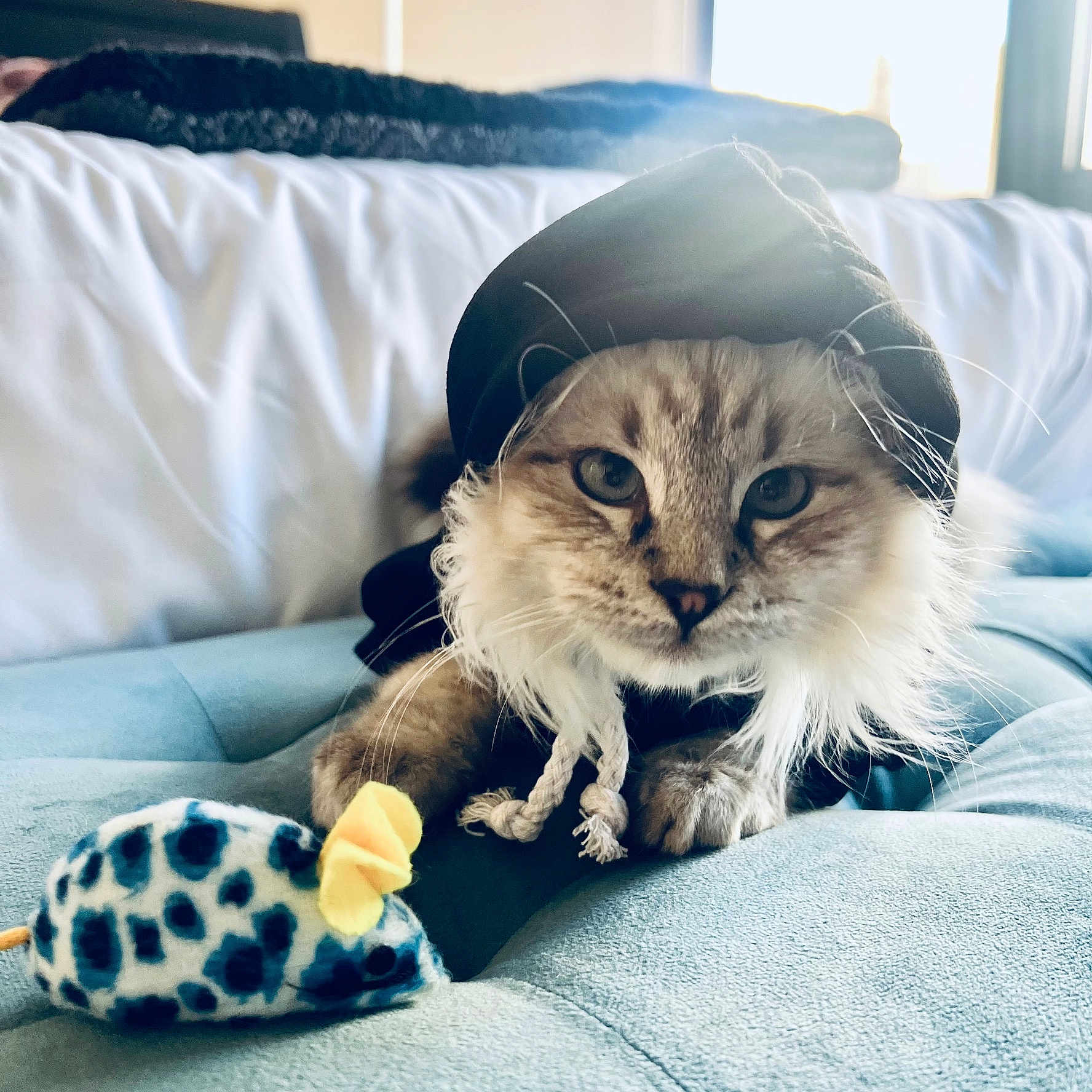 Besos is registered to the contest to win money with this photo: animal, bed, blanket, canine, cat, clothing, couch, cushion, dog, furniture, hat, homedecor, indoors, kitten, manx, person, pet, pillow, quilt, sleeping
