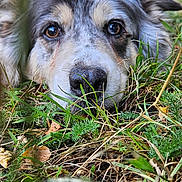 Laika participe au concours pour gagner de l'argent avec cette photo : animal, ball, blurred_background, close_up, daylight, dog, eyes, focus, fur, grass, green, laying_down, leaf, nature, nose, outdoor, pet, playful, summer, tongue_hidden