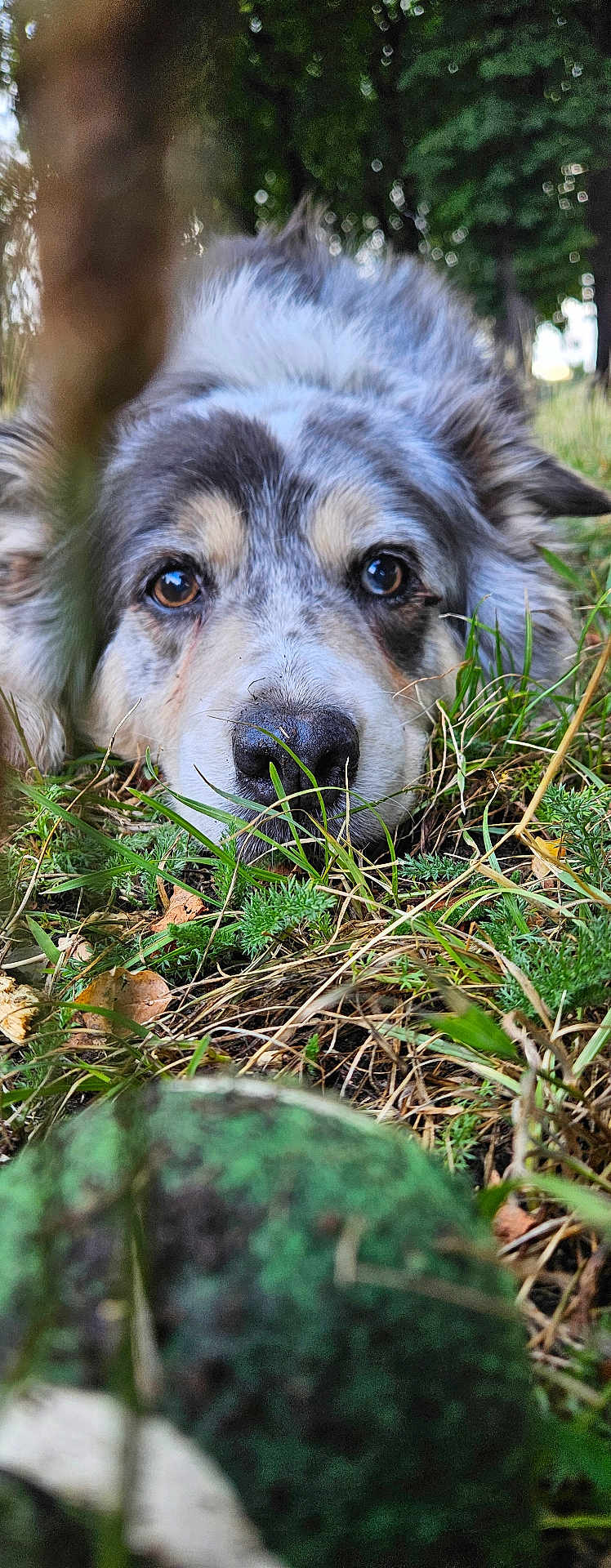 Laika