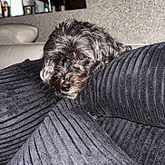 Belly a rejoint le concours — aidez-le/la à gagner de superbes lots ! black_and_gray, blanket, couch, cozy, dog, fluffy, fur, home, indoor, living_room, lying_down, portrait, relaxed, resting, shaggy, side_eye, sleepy, small_dog, sofa, textured_fabric