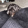 black_and_gray, blanket, couch, cozy, dog, fluffy, fur, home, indoor, living_room, lying_down, portrait, relaxed, resting, shaggy, side_eye, sleepy, small_dog, sofa, textured_fabric