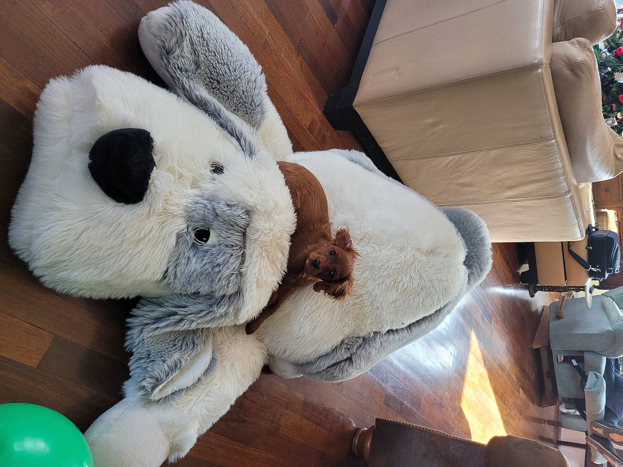 Frodo is registered to the contest to win money with this photo: baby_toys, carmine, chair, comfort, event, fur, pattern, plush, rabbit, rabbits_and_hares, room, stuffed_toy, textile, toy, window, wood, wool