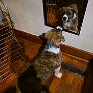 Beyonce is registered to the contest to win money with this photo: animal, blue_collar, brown, curious, dog, domestic, floor_vent, household, indoor, looking, metal_rack, mirror, pet, puppy, reflection, side_view, wall, white, wooden_floor, young_dog