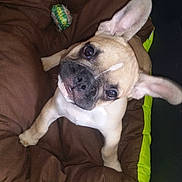 Junior a rejoint le concours — aidez-le/la à gagner de superbes lots !