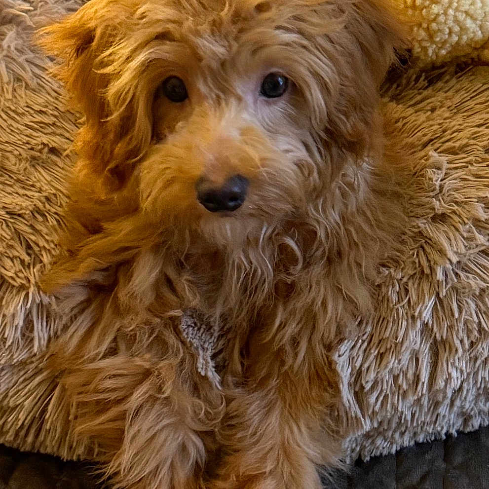 Milo