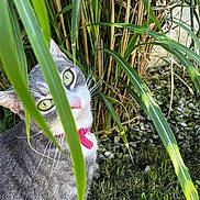 Taïga a rejoint le concours — aidez-le/la à gagner de superbes lots ! cat, gray_cat, green_eyes, pink_collar, grass, plants, garden, outdoor, nature, foliage, curious, pet, animal, whiskers, rocks, greenery, close_up, mammal, cute, daylight